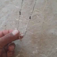 تله|لوازم جانبی حیوانات|گرگان, |دیوار