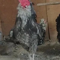 خروس طوسی فول کیفیت