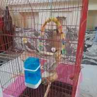 عروس هلندی