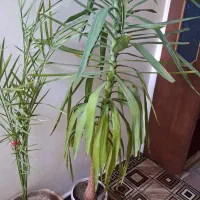 گل یوگا نزدیک ۲/۵متر