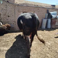 گوساله نرسیمینتال