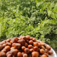 فندق تازه پر مغز