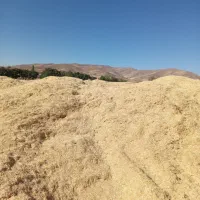 کاه
