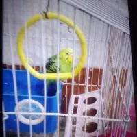 مرغ عشق معاوضه با کبوتر