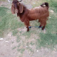 گوسفند غوچ نر
