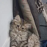 فروش گربه ناز و خوشکل