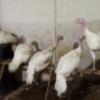 بوقلمون