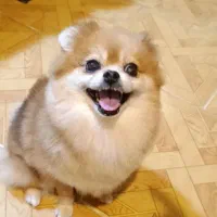 ۲ عدد پامرانین اصیل ماده