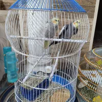 جفت عروس هلندی