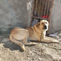 سگ پژدر