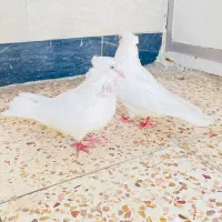 اراکی|پرنده|سوسنگرد, |دیوار