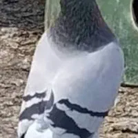 کبوتر پلاکی دم سفید