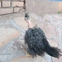 جوجه مرغ