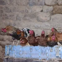خروس|حیوانات مزرعه|زرنه, |دیوار
