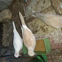 پرنده زینتی جفت نر و ماده