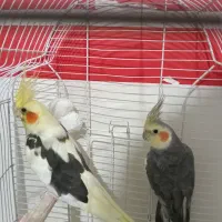 یک جفت عروس