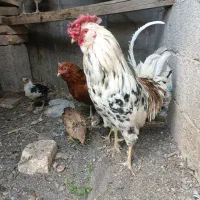 مرغ وخروس گلین