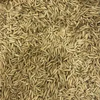 بذر شالی ندا درجه یک شصد کیلو