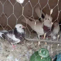 60عددکفتر جواب داده