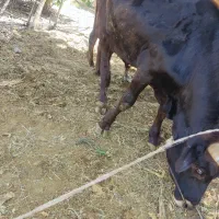 گاو نر|حیوانات مزرعه|جیرفت, |دیوار