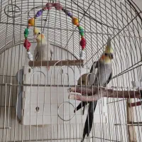 عروس هلندی جفت