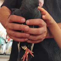 کبوتر قره سوری