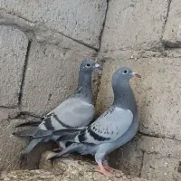 کبوتر خارجی جوجه