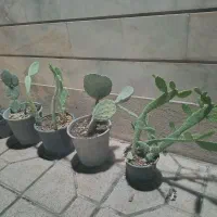 گلدان کاکتوس طبیعی خانگی ۵ عدد