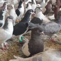 کفتر بوم سرخ زرد سینه کله