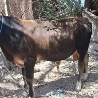 گوساله نر آلمانی درجه یک