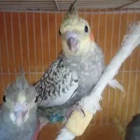 جوجه عروس هلندی