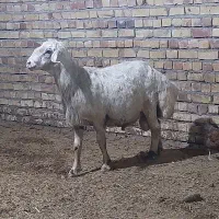 قوچ  بذری