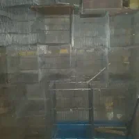 قفس پرنده