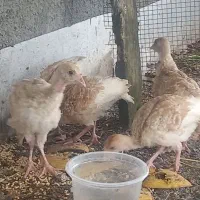۴ عدد جوجه بوقلمون ۴۰ روزه