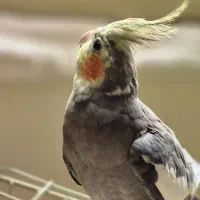 طوطی هلندی خوشگل واهلی