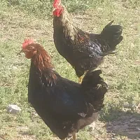 مرغ و خروس