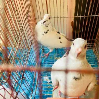 پرنده کوهی ۵ یا ۶ پره پر خال