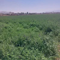 یونجه فروشی