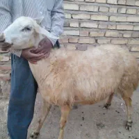 میش بز
