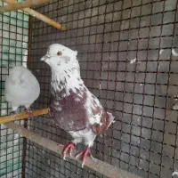 کبوتر|پرنده|گرگان, |دیوار
