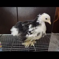 جوجه