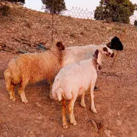میش بره شک داشتی