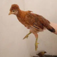 جوجه مرغ و خروس