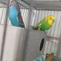 مرغ عشق نروماده معاوضه