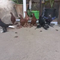کبوتر بالا