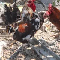 مرغ و خروس