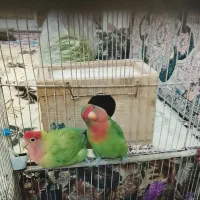 پرنده