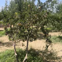 سیب قرمز