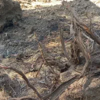 ریشه درخت میوه