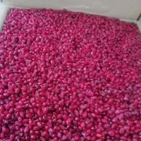 خرید و پخش عمده زرشک سید